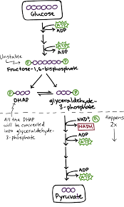 glycolysis cellular respiration biology article khan