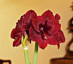 Plastic Nursery Pots Lowes White Flower Farm Amaryllis Amaryllis Bulbs