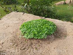 Image result for Macrotyloma uniflorum