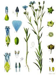 Image result for Linaceae