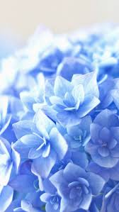 Download Free Hd Wallpaper From Above Link Hortensia Flowers Blue Nature Beautiful In 2020 Flower Iphone Wallpaper Blue Flower Wallpaper Flower Phone Wallpaper