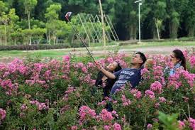 Tempat tersebut dinamai bukit sakura kemiling atau taman sakura. Taman Sakura Keputih Jadi Korban Selfie Rider Ndeso94 Dot Com