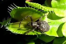 5 out of 5 stars. This Supercut Of Venus Fly Traps Trapping And Killing Insects Is All Kinds Of Creepy Sick Chirpse