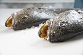 Nel mar nero, nel mar di marmara e, attraverso il canale di. Ombrina Pesce Da Scoprire Prodigus