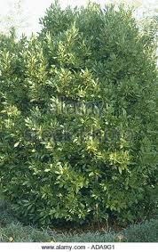 Stock Photo Sweet Bay Laurel Bay Tree Sweet Bay Laurus Nobilis Leaf At A Shrub Laurus Nobilis Bay Tree Backyard Landscaping