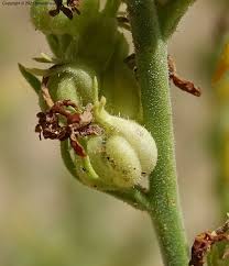 Image result for Limeum argute-carinatum