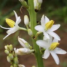 Image result for Chlorophytum krookianum