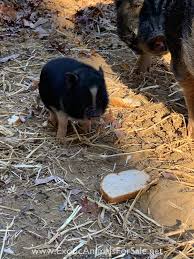 Pets4homes found 1,144 guinea pigs for sale, which meet your criteria. Pot Belly Pigs For Sale