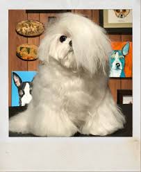 5 reasons why professional training will boost your dog groomer salary june 30, 2021; How To Have A Career As A Dog Groomer By Jess Rona Grooming Medium