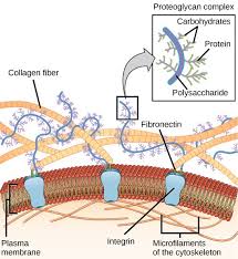 This Report Is Segmented Into Several Key Regions With Production Consumption Revenue Million Usd Market Share And Growth Rate Of Extracellular Matrix Pro