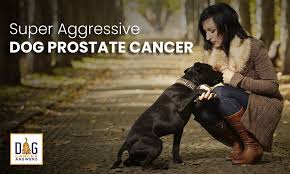 In light of national canine cancer awareness month, i wanted to try to answer a question that many dog owners have unfortunately, i cannot write an article about 3 easy steps on how to know if my dog has cancer. that doesn't even exist! Super Aggressive Dog Prostate Cancer Dr Demian Dressler Q A Dog Cancer Answers Podcast