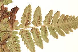 Image result for Gymnosporia pubescens