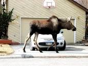 Image result for picture of a moose standing next to an adult human