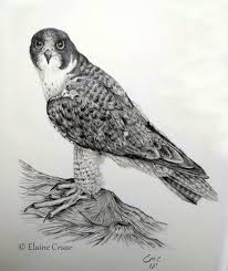 Elaine Cruse On Twitter Finally Finished My Graphite Drawing Of A Peregrine Falcon Such Amazing Birds And So Fast They Can Reach Speeds Of Over 240 Mph An Hour Diving For In drawing from this book, copy the last diagram, or finished picture, of the particular series. graphite drawing of a peregrine falcon