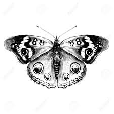 We did not find results for: Black And White Butterfly With Open Wings Top View Of Symmetry Royalty Free Cliparts Vectors And Stock Illustration Image 74346516