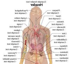 Human Body Diagram Female Back Human Anatomy