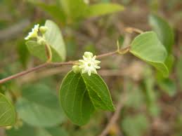 Image result for Helinus spartioides