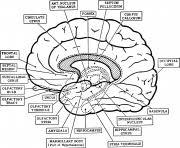 Brain coloring page brain drawing coloring pages anatomy. Anatomy Coloring Pages To Print Anatomy Printable