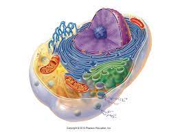 We did not find results for: Eukaryotic Animal Cell Diagram Quizlet