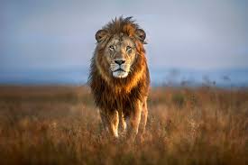 A powerful ide from jetbrains helps you develop in c and c++ on linux, macos and windows. Lion Close Up Stylish Poster Photowall