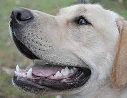 A dog's life expectancy at this point can be hours to days. Laryngeal Paralysis Is Not A Death Sentence