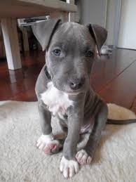 pitbull i m in love 3 i m going to die from all the cuteness cute dogs cute baby animals beautiful dogs