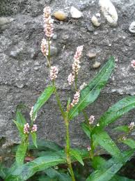 Image result for Persicaria