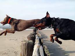 His height and muscles make for a fast and powerful creature. The Doberman Gang Of Nyc Home Facebook
