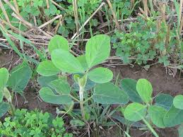 Image result for Rhynchosia totta