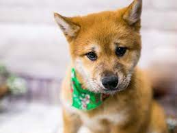 Find the perfect shiba inu puppy for sale in california, ca at puppyfind.com. Shiba Inu Puppies Petland Wichita Ks