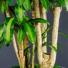 Image result for Dracaena fragrans