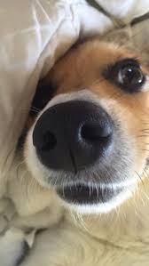 Puppytoob has the latest dog pictures and videos, and information on dog adoption, dog rescue and dog training. 38 Beagle Colors Ideas Beagle Beagle Colors Beagle Puppy