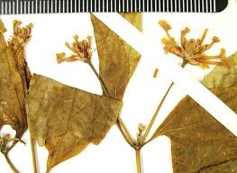 Image result for Lantana nivea