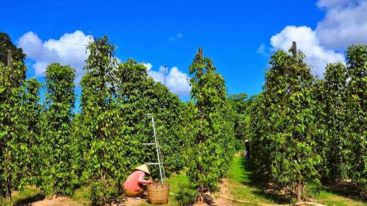 Vườn tiêu Phú Quốc - Top 6 vườn tiêu lớn nhất đảo ngọc
