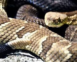 Check spelling or type a new query. What To Do And Not Do When You See A Rattlesnake Pennlive Com