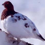 Official state birds and national bird symbol. List Of State Birds State Symbols Usa