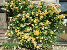Loose memorial park, kansas city. Obelisk Smothered In A Delightful Rose Bild Von David Austin Roses Wolverhampton Tripadvisor