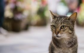 Ntal rationality bureaucracy relative total shareholder return definition lemon news channel india good chef knives for cheap new pilot tra. 7 Makanan Kucing Persia Yang Bagus Untuk Bulu Dan Pencernaan Bukareview