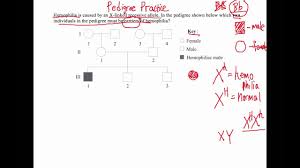 How To Solve Pedigree Diagram Questions Ib Biology