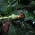 Image result for Voacanga bracteata