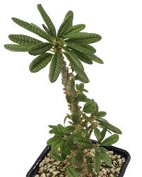 Image result for Dorstenia buchananii