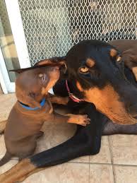 For the best experience, we recommend you upgrade to the latest version of chrome or safari. Doberman Puppies Available For Rocket Dog Rescue Facebook