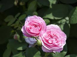 20 feet wide about this shrub: 13 Fragrant Shrubs Flowers And Plants