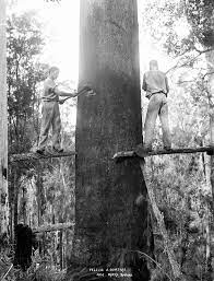 Dalam bidang perhutanan, istilah pembalakan kadang kala digunakan dalam bentuk terhad berkait dengan logistik memindahkan kayu dari tunggul kepada kawasan di luar hutan, biasanya kilang gergaji atau kilang papan. Logging Definition And Synonyms Of Logging In The English Dictionary