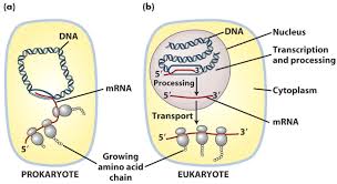 Difference Between Prokaryotic And Eukaryotic Transcription Prokaryotes Transcription Gene Expression