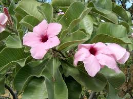 The desert rose is a fairly resilient plant and is able to survive with lichen, leaf spots, mites, aphids, and the oleander caterpillar (figure 4) known for being able to decimate the desert rose's foliage very rapidly. Adenium Obesum Subsp Boehmianum Bushman S Poison World Of Succulents Adenium Adenium Desert Rose Adenium Obesum