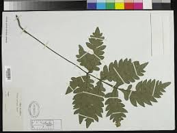Image result for Pteris burtonii