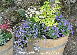 Image result for foto Lobelka