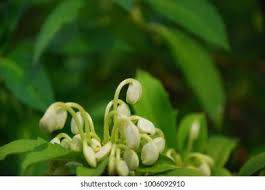 Image result for Clerodendrum incisum