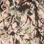 Image result for Adenolobus pechuelii